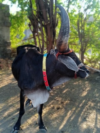 થંબનેલ 3