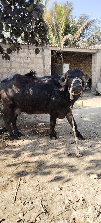 ભેંસ. બેસવાની છે