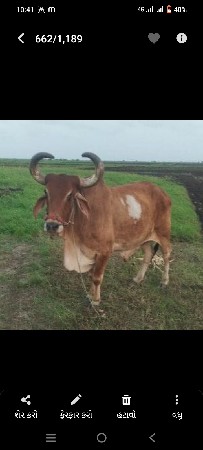 બળદ વેચવાનો છે