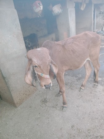 थंबनेल 2