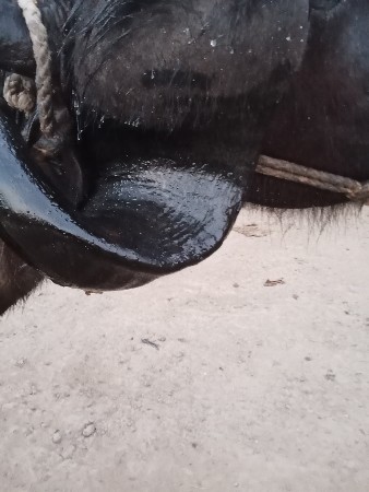 આ ખડાઈ વેચવાની છે સાટા ભેંસ અથવા