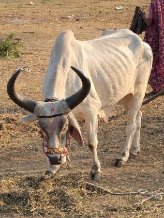 એક વાવણી વાવેલ છે