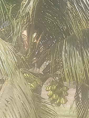 નારિયેળ નોબગીસો દેવાનો છે