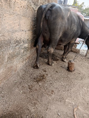 थंबनेल 3