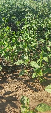 દેવડા નો રોપ