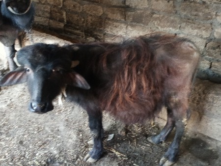 थंबनेल 2