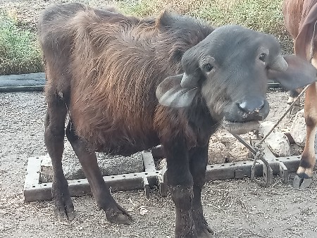 थंबनेल 3