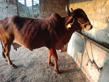 વેસવાની છે