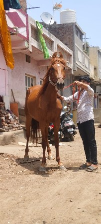 थंबनेल 3