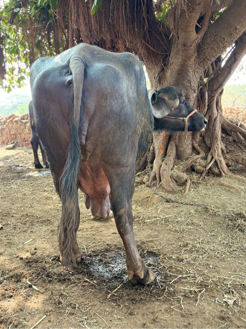 थंबनेल 2