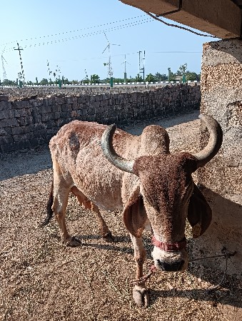 થંબનેલ 2