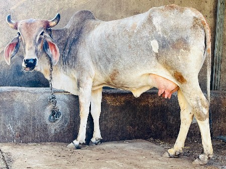 દેસી હોડકી વેચવાની છે સફેદ