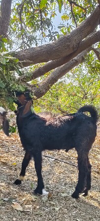 ઘેટા બકરા વેચવાના છે