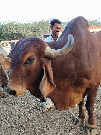 5 વર્ષનો 
એક વાણો પુરો