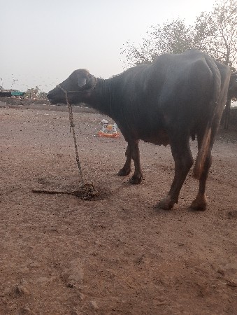 थंबनेल 2