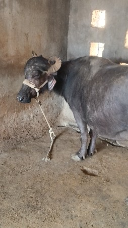 ભેંસ વેચવાની છે