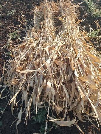 જુવારની સાર