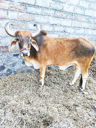 આ ગોઢલી વેચવાની છે