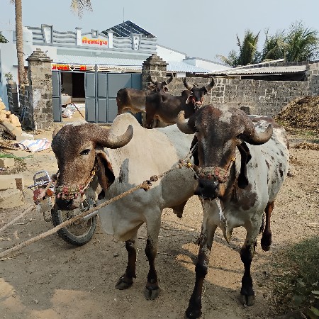 કાબ્રા બળદ વેચવાના છે