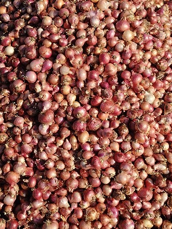 પીળી પતી ડુંગળી વેસવાની સે