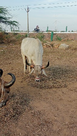 ગોઢલો વેચવાનો છે
