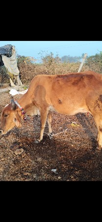 gay pelu vetar 2 3divsni var