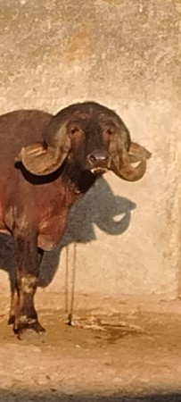 પાડો વેચવાનો છે