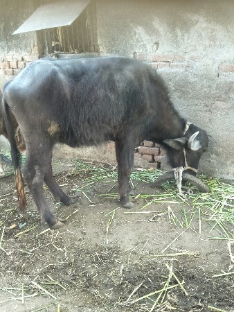 थंबनेल 3