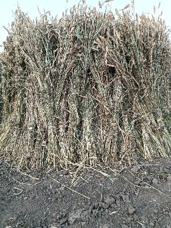 જુવાર ની સાર