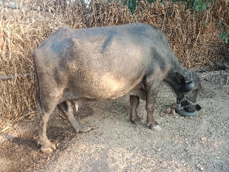 3 વેતર વિયાછે