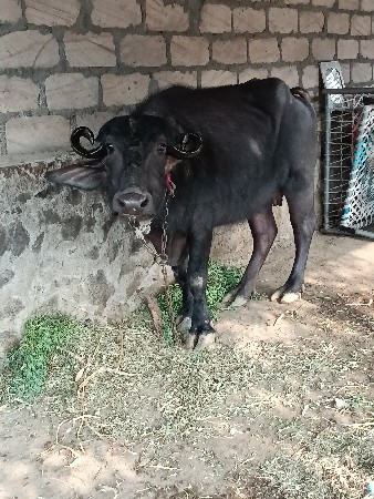 थंबनेल 2