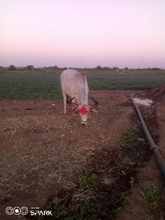 થંબનેલ 3