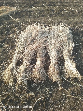 7000 પુરો વેચવાનો છે નીરણ નો