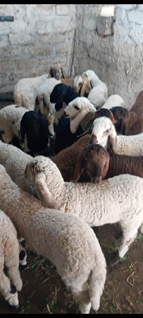 થંબનેલ 2