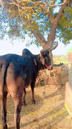 थंबनेल 3