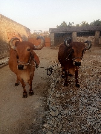 બળદ વેચવાના છે ચાર વાવણી વાવેલ છે