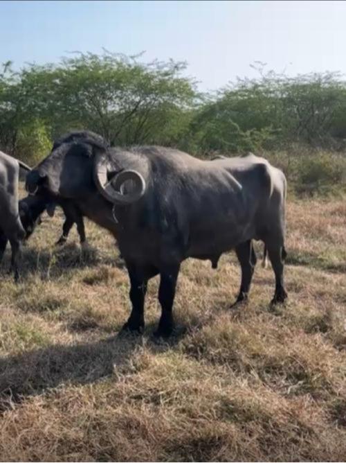 थंबनेल 2