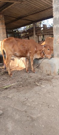 વાશડી વેચવાની છૈ