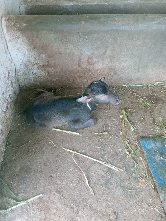 ભેંશ વેશવાની છે