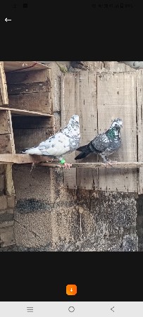 थंबनेल 2