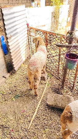 ઘેટા વેચવાના છે 2