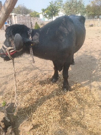 વેચવાનો હોય વેચવાનો છે