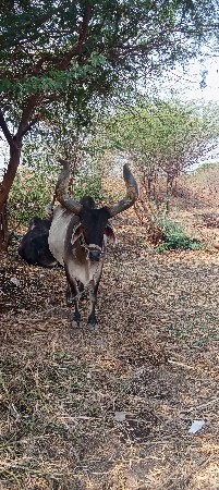 थंबनेल 3