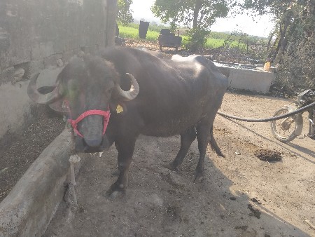 ભેસ વેસાવાની છે