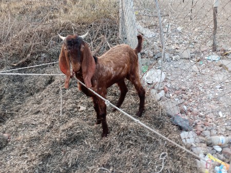 ત્રણ દાંત