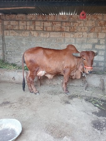 थंबनेल 3