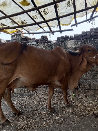 थंबनेल 3