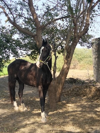 આ ઘોડી વેચવાની છે પચકલયાન છે