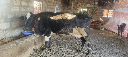 ગાય વેચવાની છે