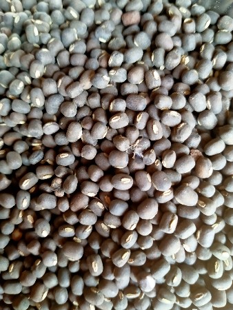 અળદગુજરાતબે